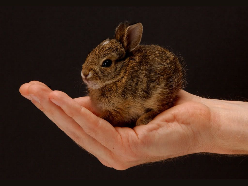 CutestBunnyLarge.jpg