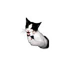 sammycat.bmp image by hamfest99