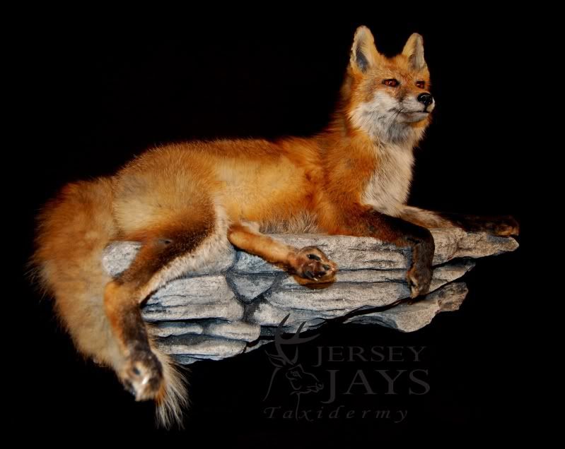 Redfox-layingonrock_zps79253cca.jpg