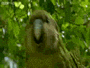 parrotlol.gif