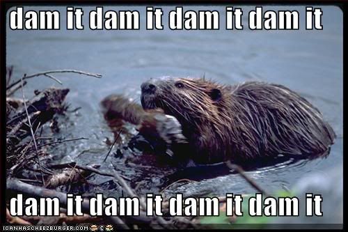 http://i16.photobucket.com/albums/b5/angelapercival/funny-pictures-beaver-dam-it.jpg