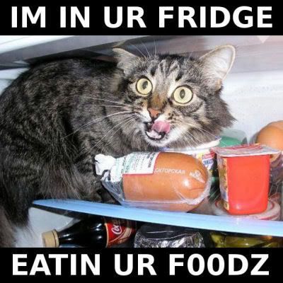 Catfridge.jpg