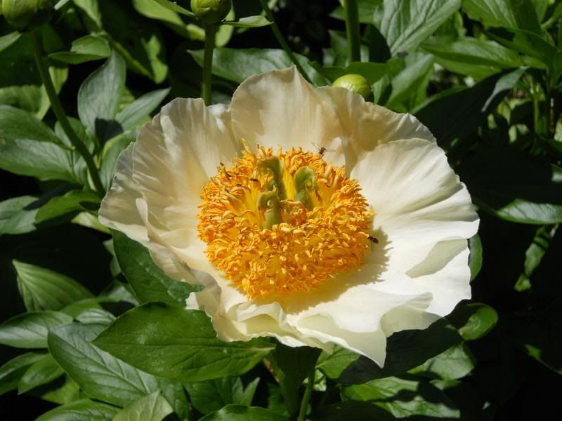 Peony Krinkled White