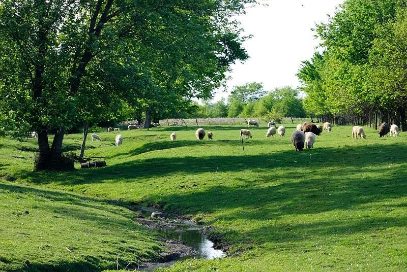 Pictures around your Homestead - Homesteading Questions