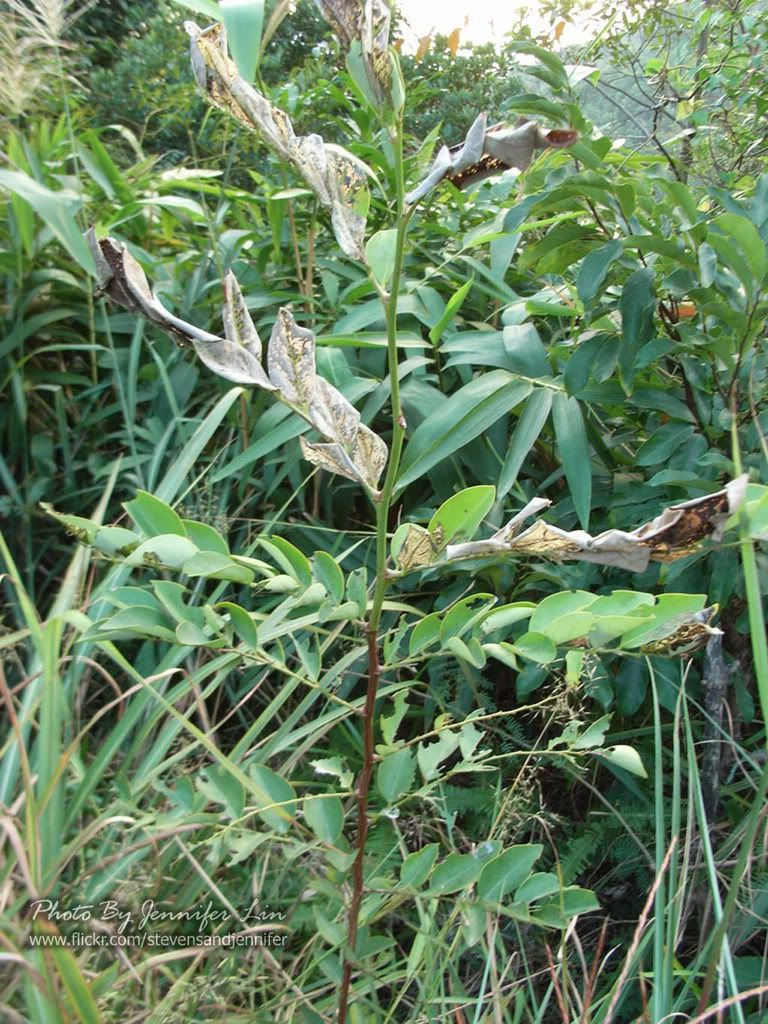 黑面神,鬼画符 breynia fruticosa 大戟科(灌木)