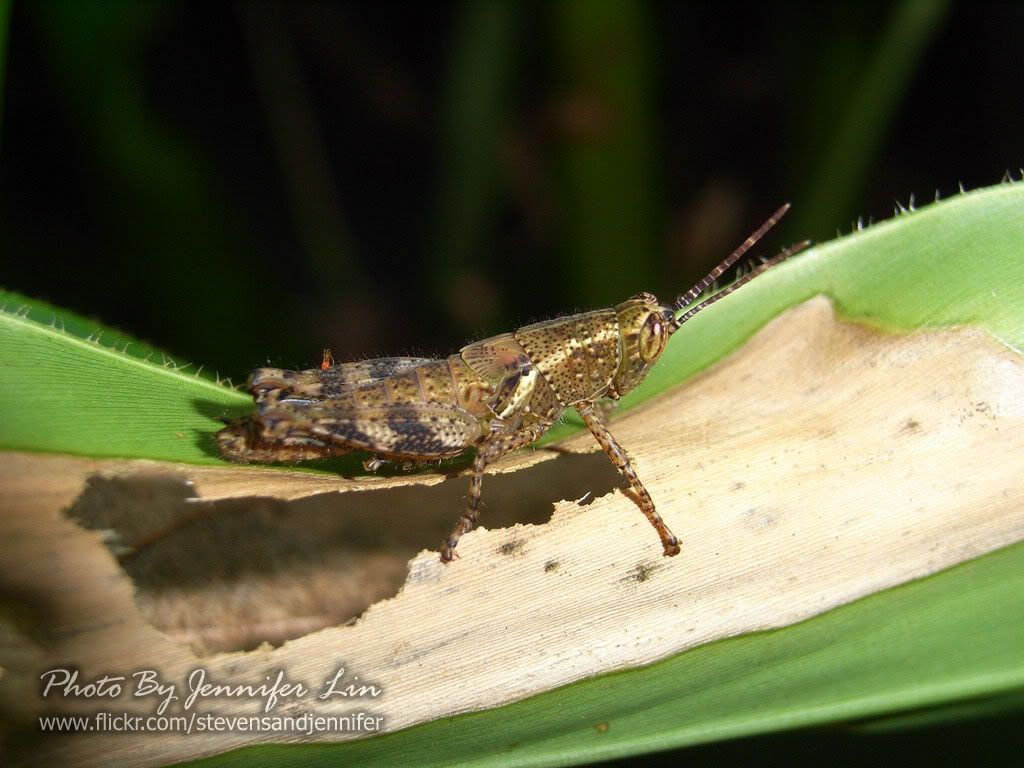 标题: 短角外斑腿蝗 xenocatantops brachycerus?