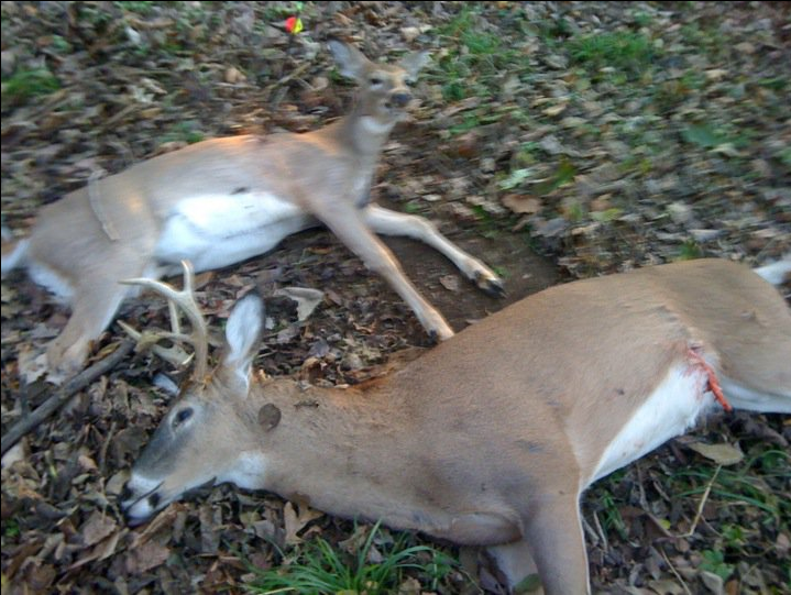 Responsible hunting AK Rifles