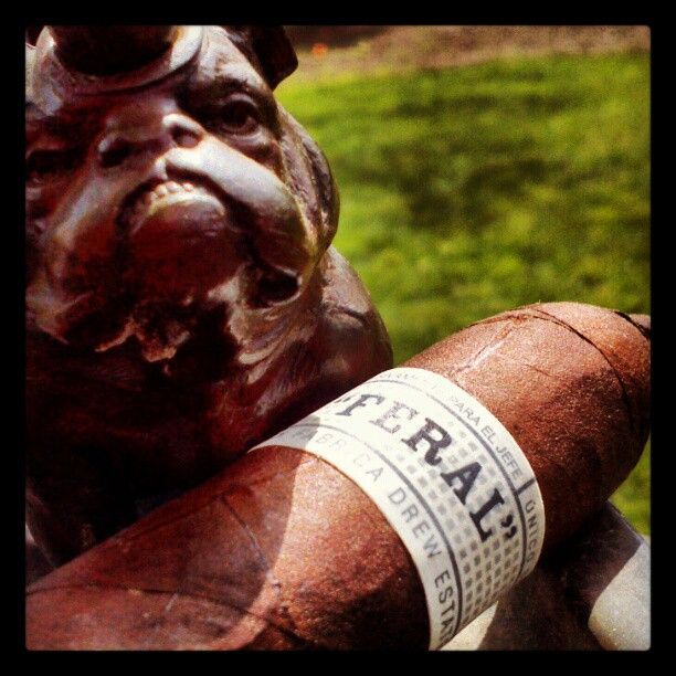 Feral Flying Pig Review
