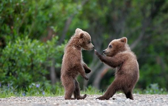 cute_bear_fight.jpg