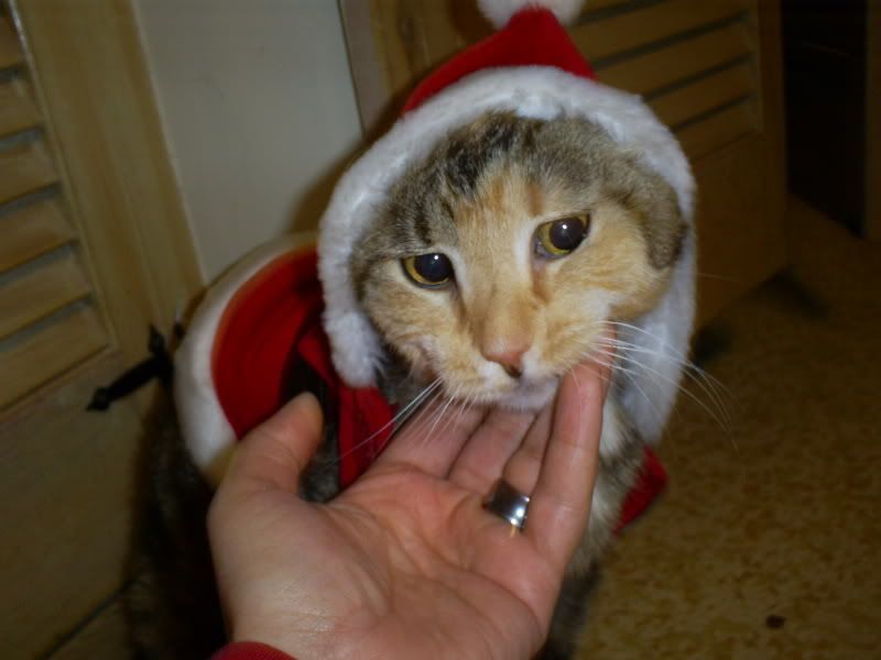 DolphieSanta1