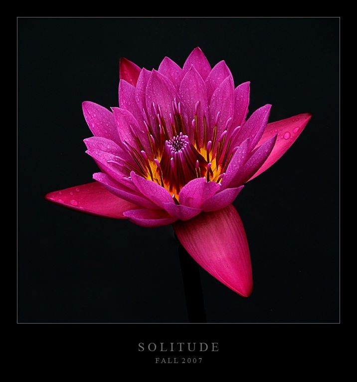 S O L I T U D E Fall '07
