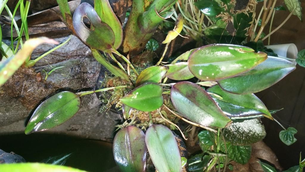 Are my plants getting too much light? Dendroboard