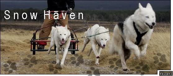 SnowHaven-Sled Dog Racing
