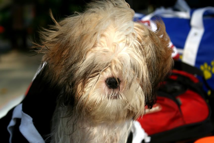 IMAGE: http://i16.photobucket.com/albums/b9/maexx/beachdogdrying.jpg