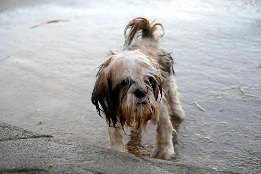 IMAGE: http://i16.photobucket.com/albums/b9/maexx/beachdogwet.jpg