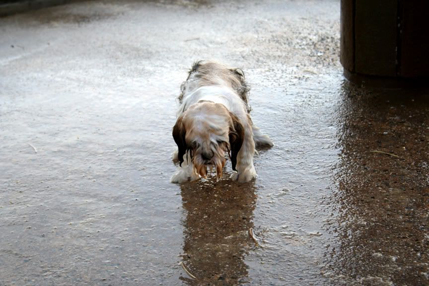 IMAGE: http://i16.photobucket.com/albums/b9/maexx/beachdogwetagain.jpg