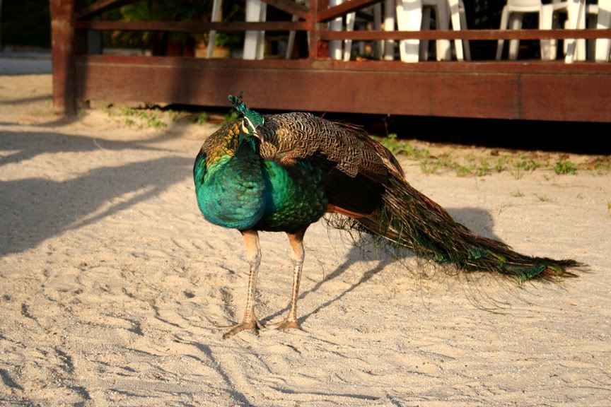 IMAGE: http://i16.photobucket.com/albums/b9/maexx/peacock1.jpg