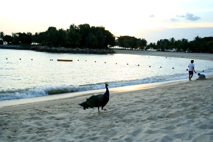 IMAGE: http://i16.photobucket.com/albums/b9/maexx/peacock2.jpg