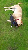 Dog play date possibly went wrong UPDATE . Th_20150918_145127_zpshjxcemra