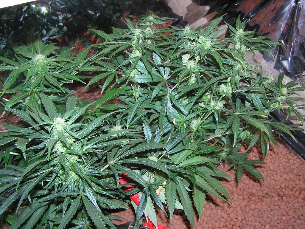 New here, pics of 4 weeks flowering, what do you all think