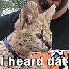 I heard dat