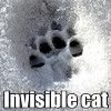 Invisible cat