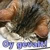 Oy gevalt!