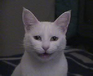 [PokeCommunity.com] Cat = Anime?