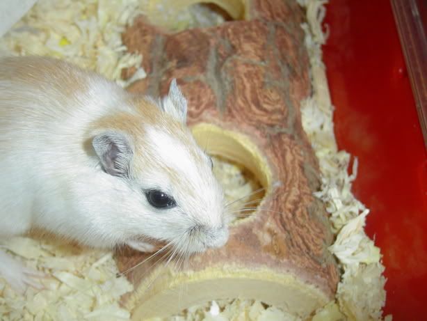 Sp DEH? Honey Cream? | The Gerbil Forum